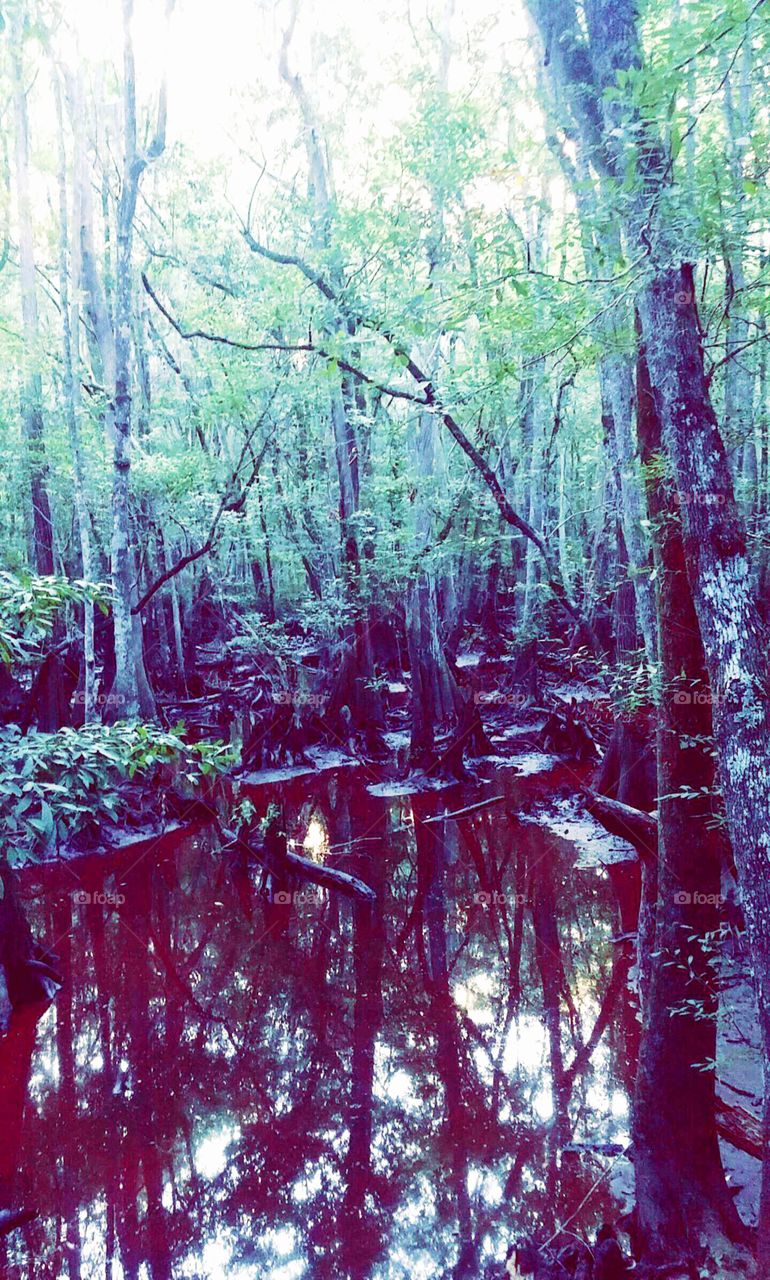 Swampy Jungle