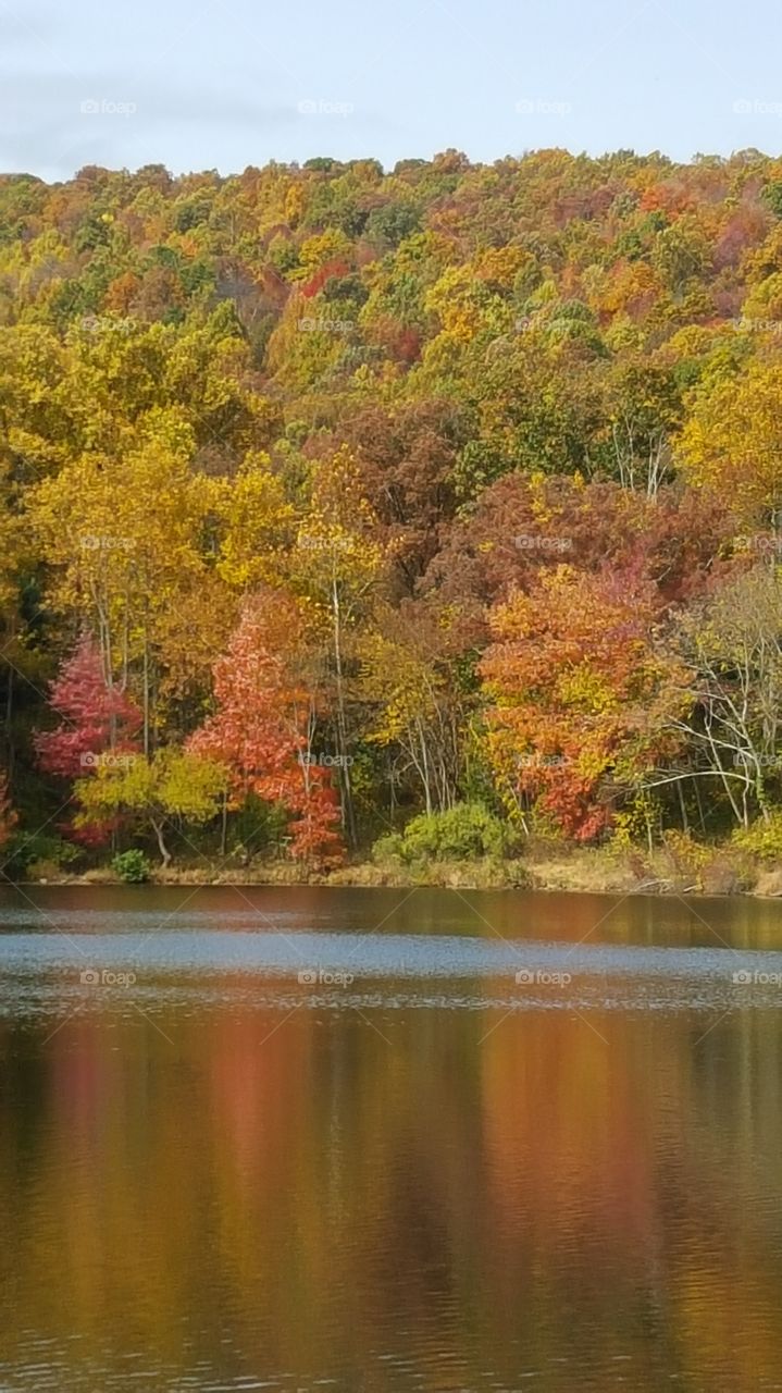 Fall foliage