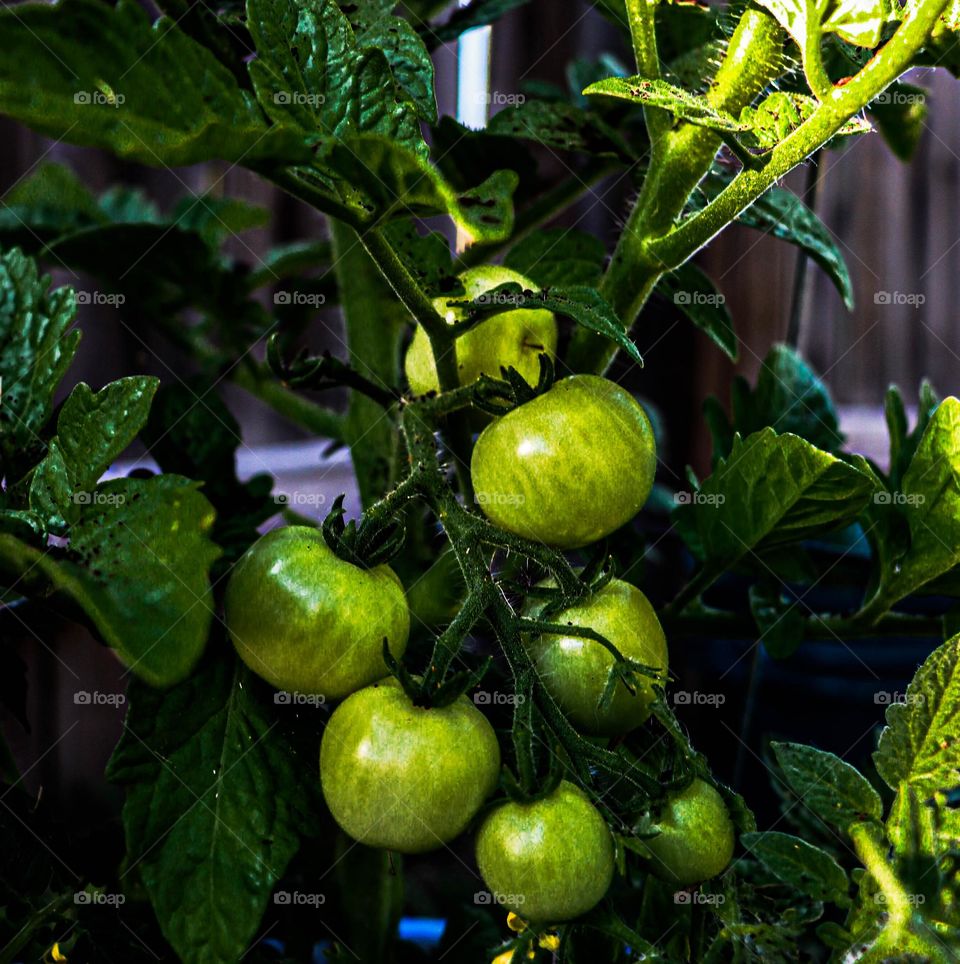 tomatoes growing in the garden