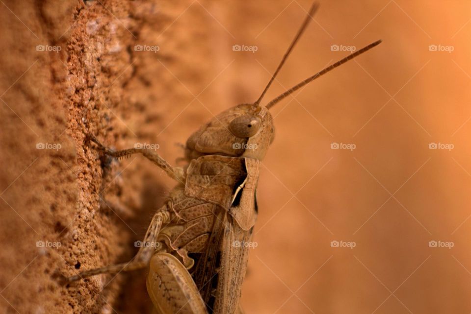 Despite being a pest sometimes,this locust has the potential as a photo subject.