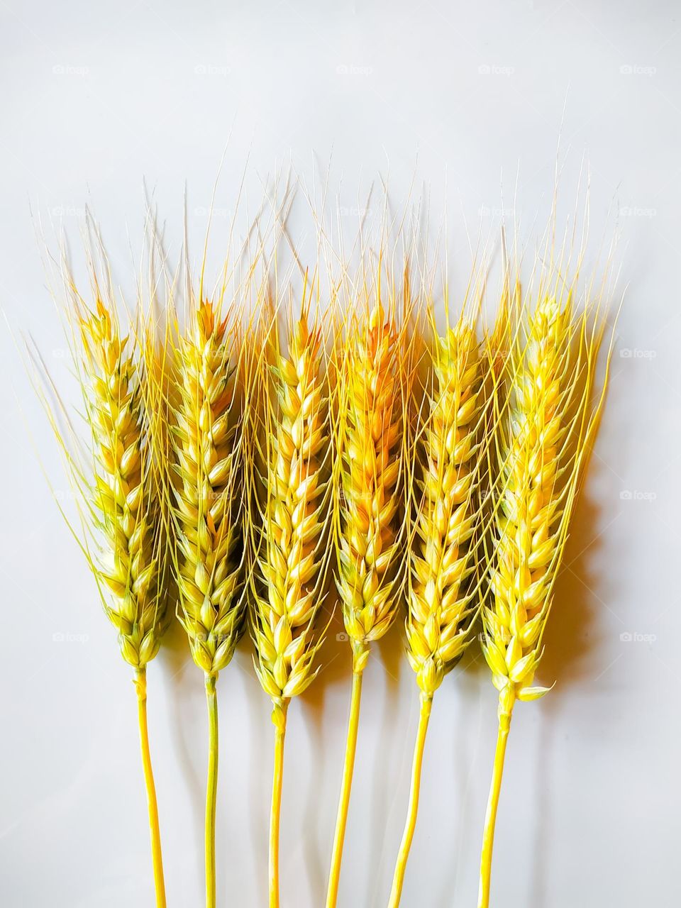 Selected of beardless wheat ears or head isolated on white background. Package design set with clipping path. perfect grains