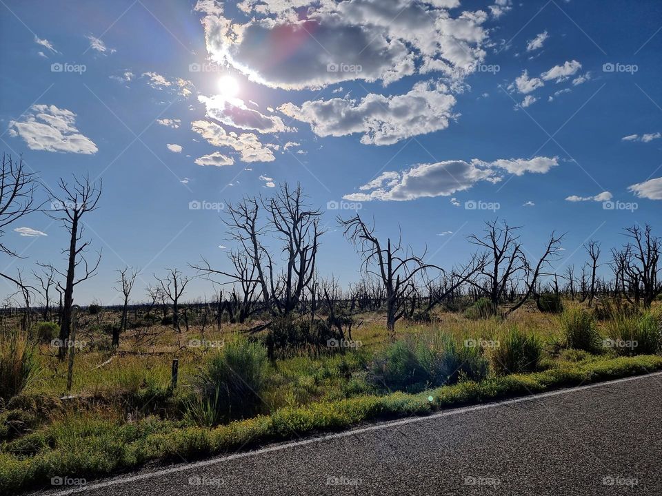 Burnt trees, from forest fire, against bright summer sky