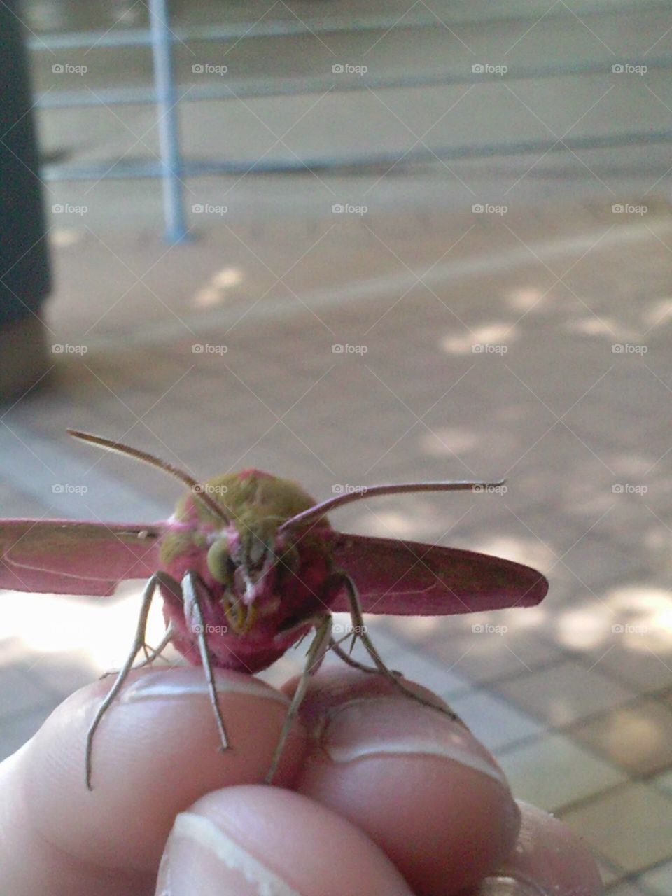 First time seeing a pink moth, cool.