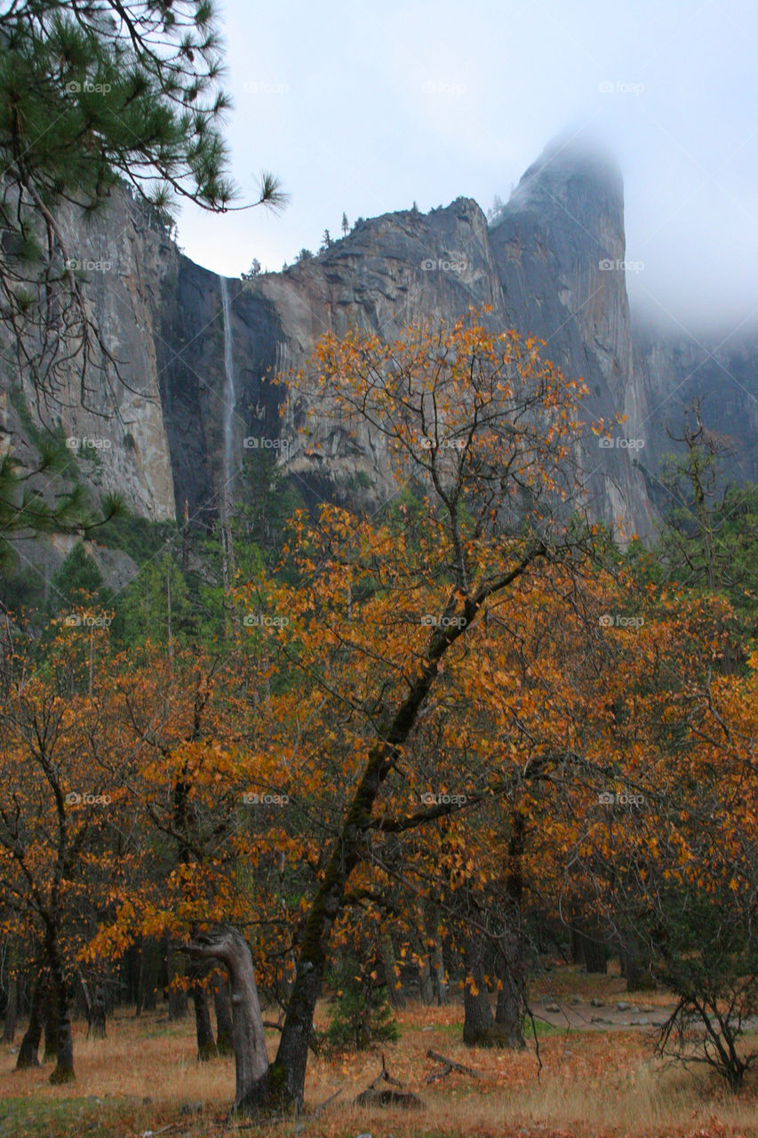 tree park autumn usa by kshapley