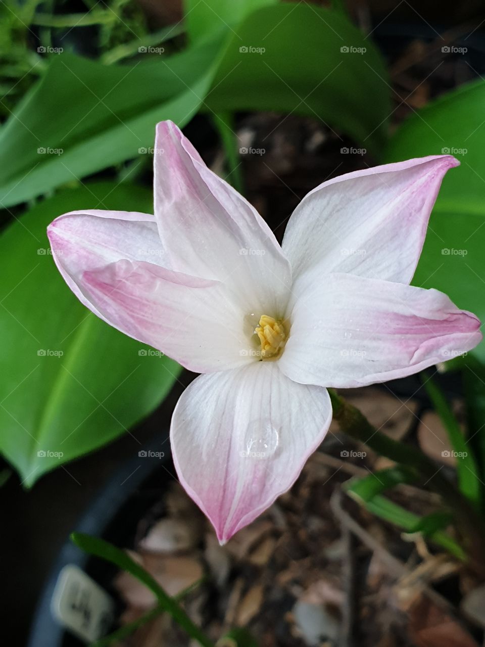 beautiful white pink flowers