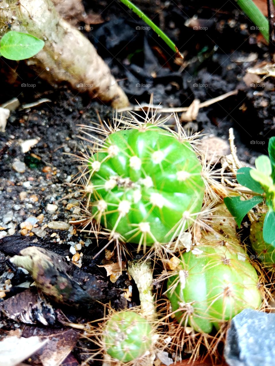little cacti