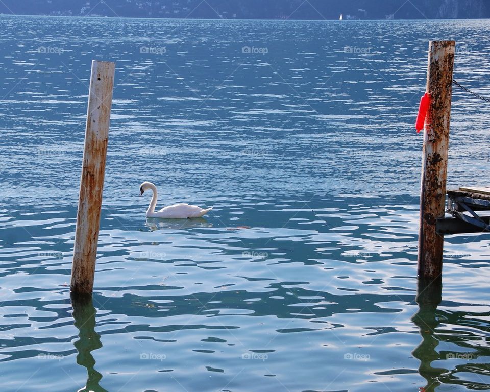 Lonely swane