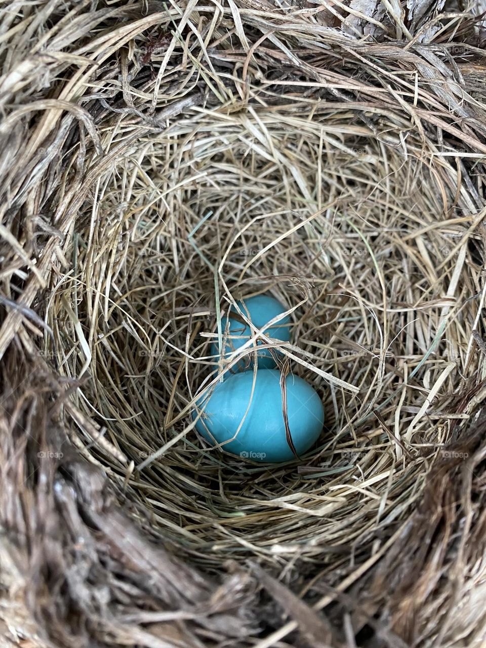 Robin nest 