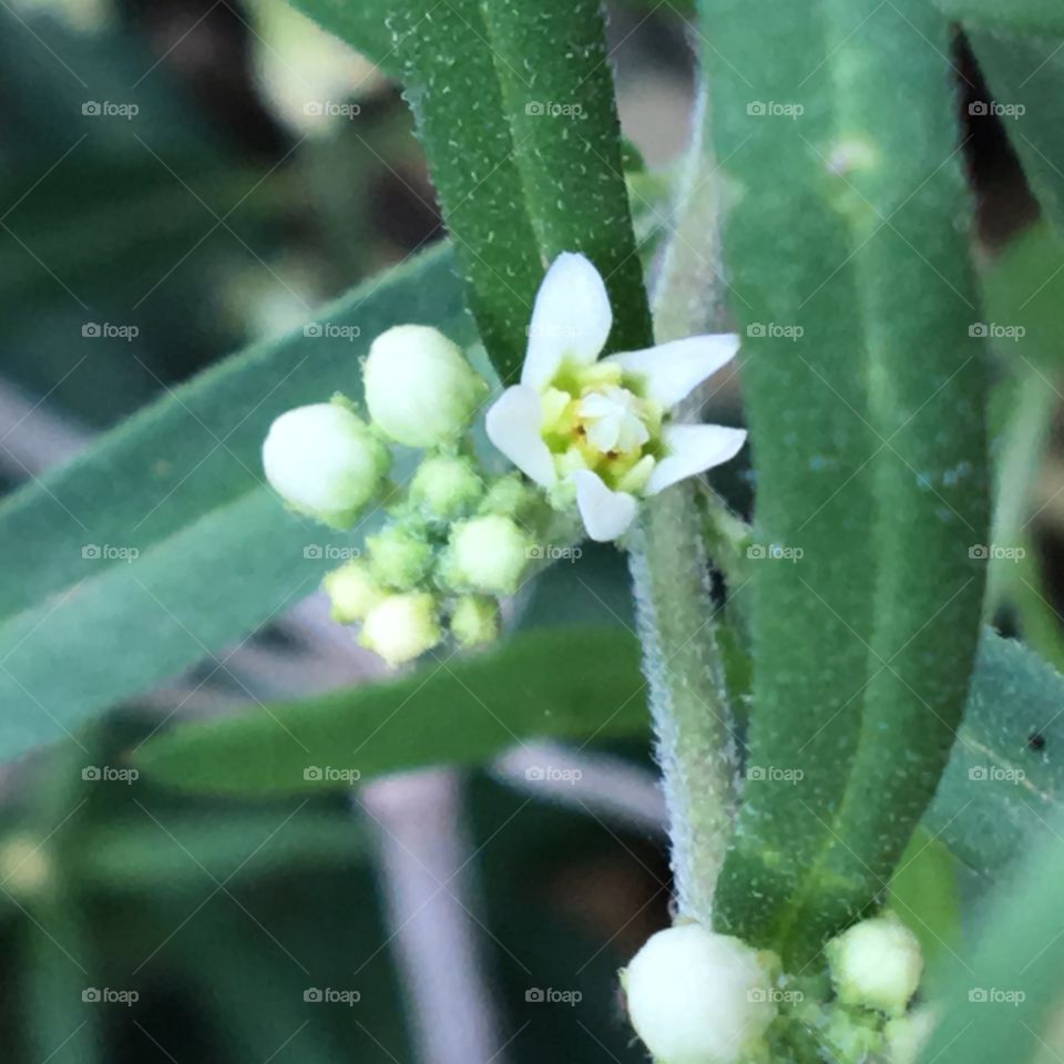 Flowers 