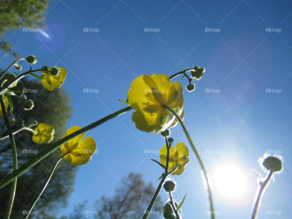 Buttercups with blue sky and sun in background