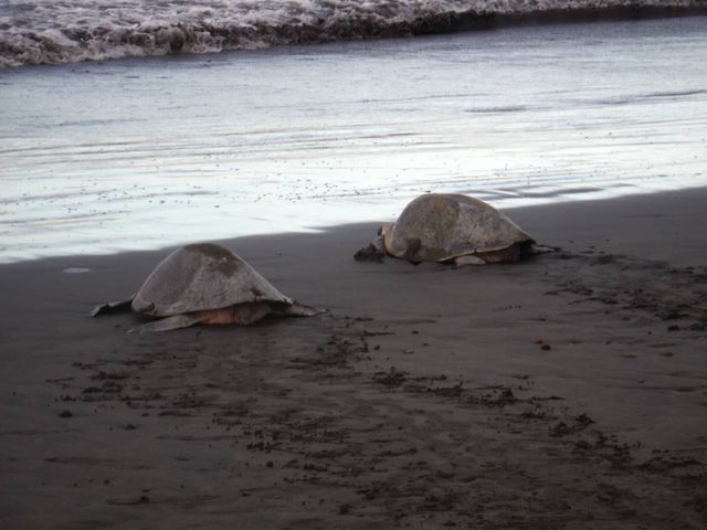 Turtles. Playa Ostional Costa Rica