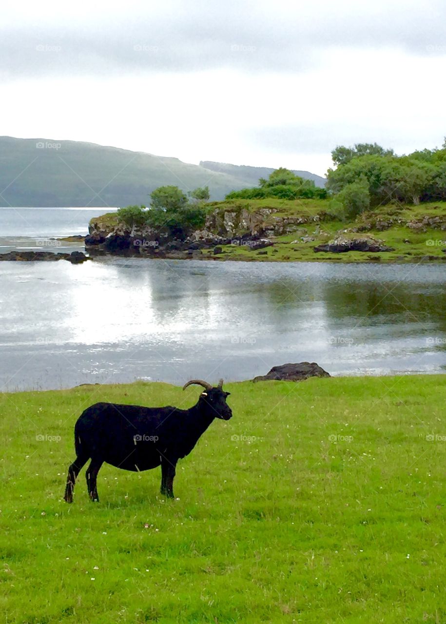 Black Sheep at Beautiful Lake in Mull