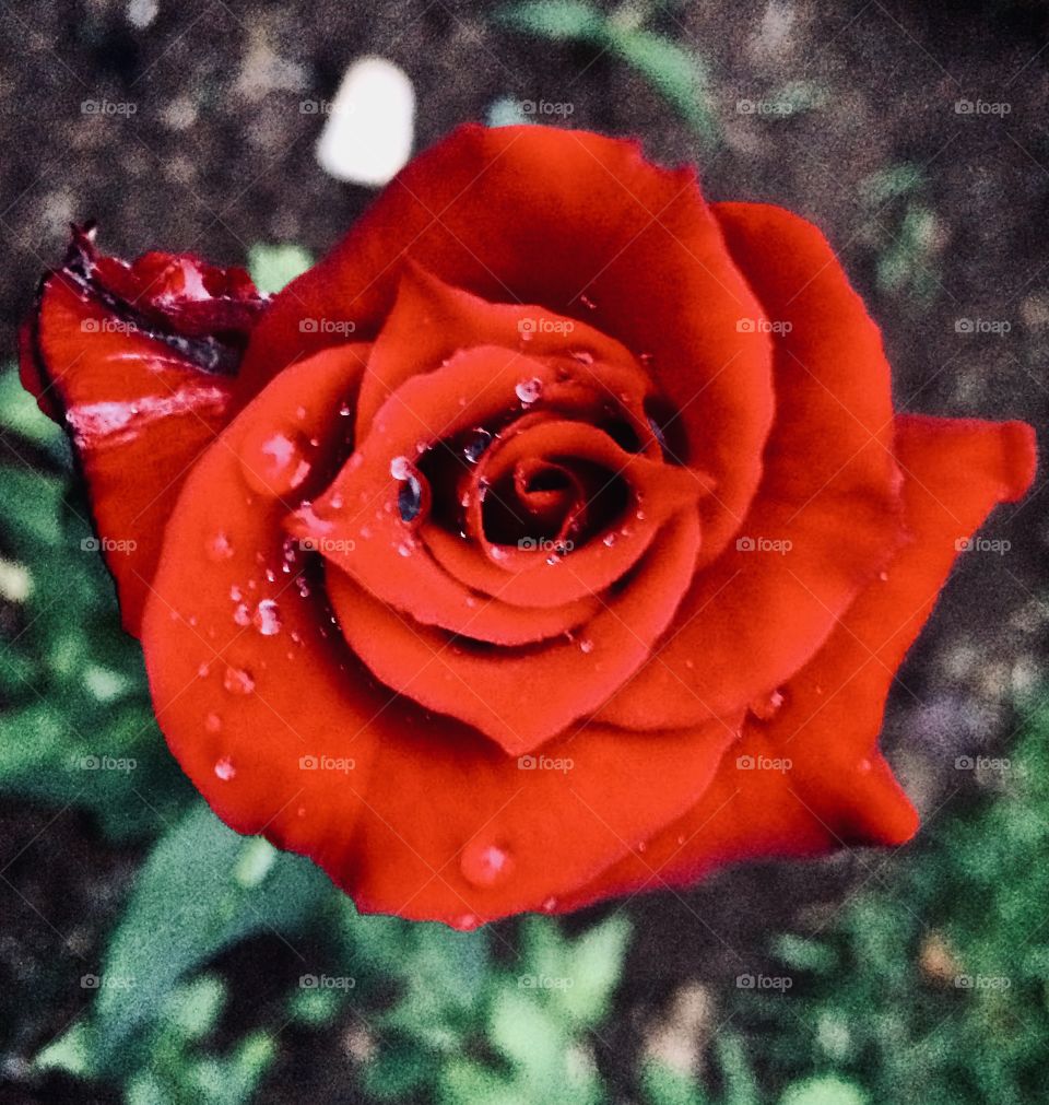 🌺Fim de #cooper!
Suado, cansado e feliz, alongando e curtindo a beleza das #flores gotejadas pela chuva. E que #pétalas vermelhas! 
🏁 🙆‍♂️ 
#corrida #treino #flor #flower #flowers #pétala #jardim #jardinagem #garden #flora #run #running 