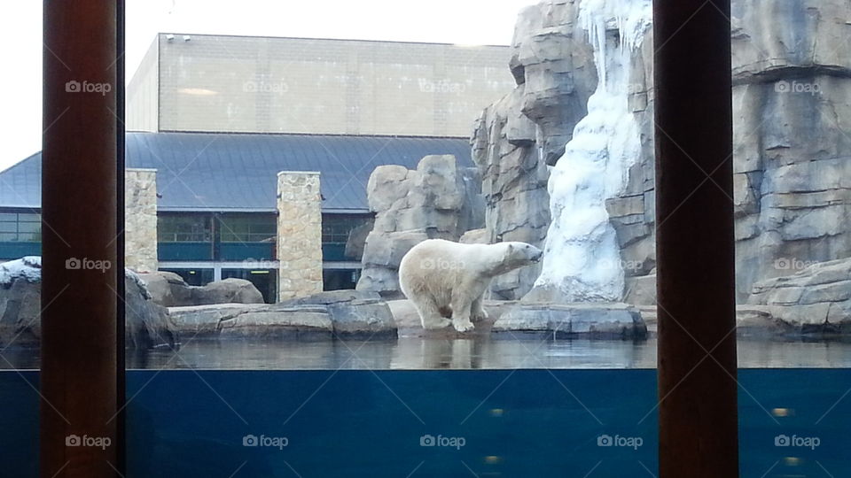 Polar Bear. A polar bear st the Kansas City Zoo.