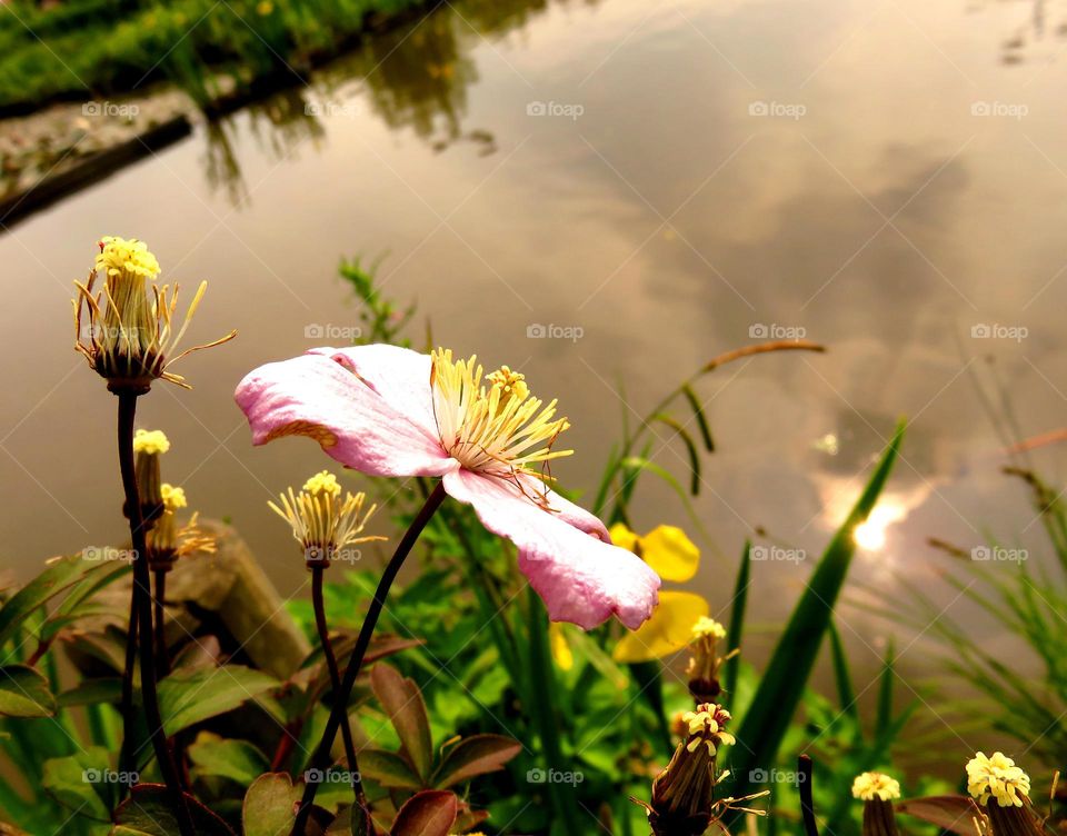 flowers in sunset