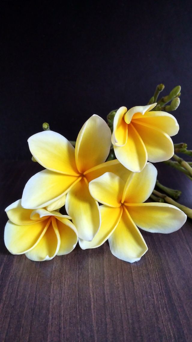 frangipani