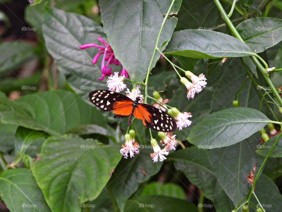 Battle: Spring vs. Winter - Heliconius ismenius Butterfly drawing nectar from the flowers - The Ismenius tiger or tiger heliconian, is a butterfly of the family Nymphalidae. 