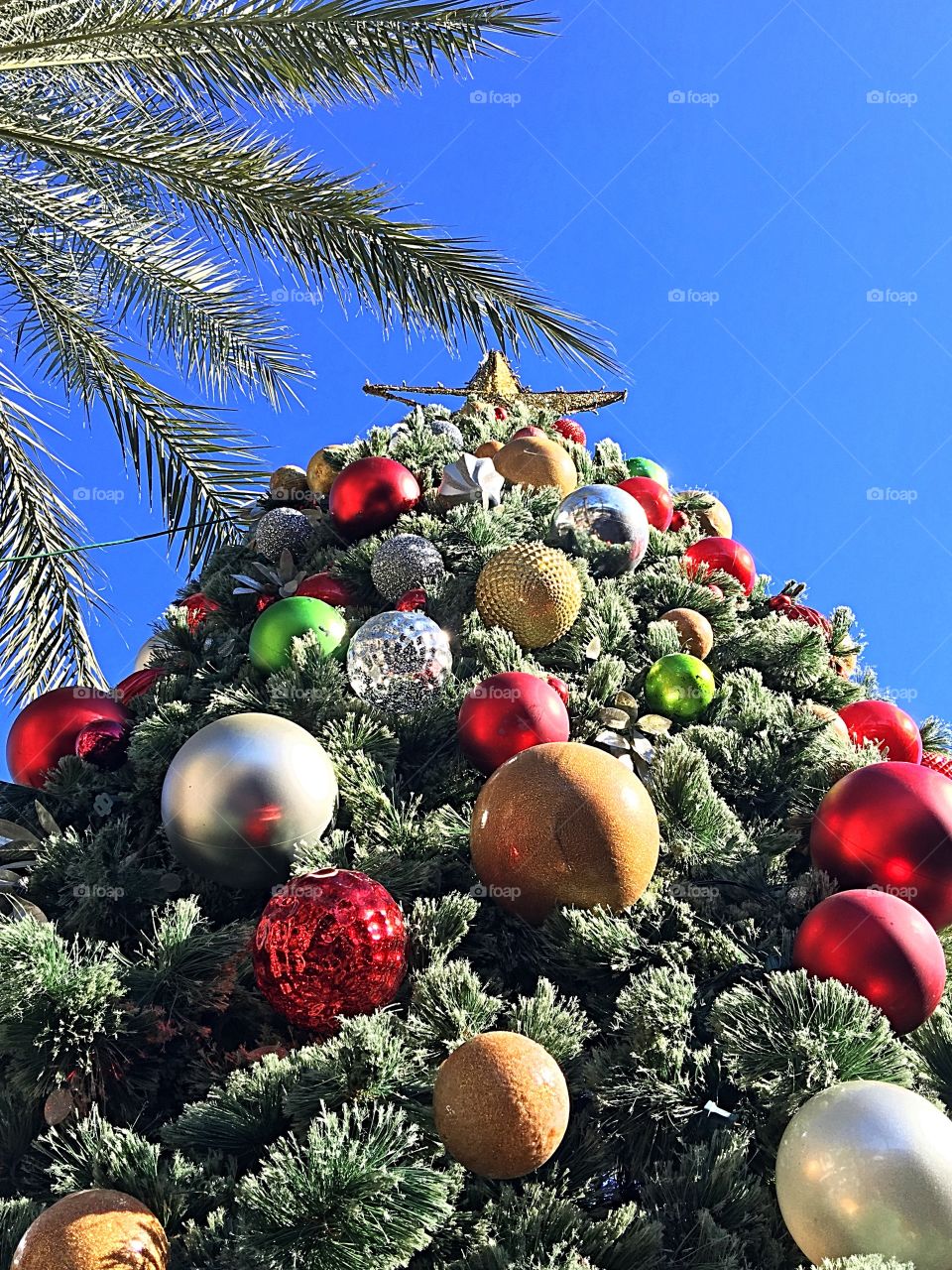 Desert Christmas tree.