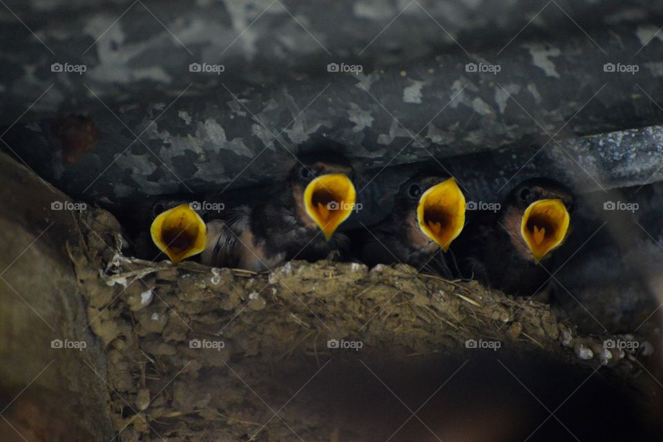 Swallow chicks in nest