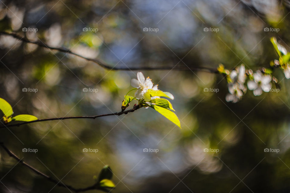 blooming spring tree