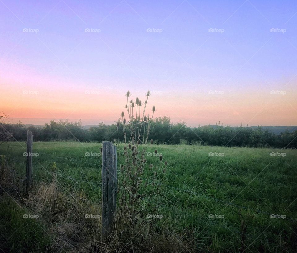 Sunset Field