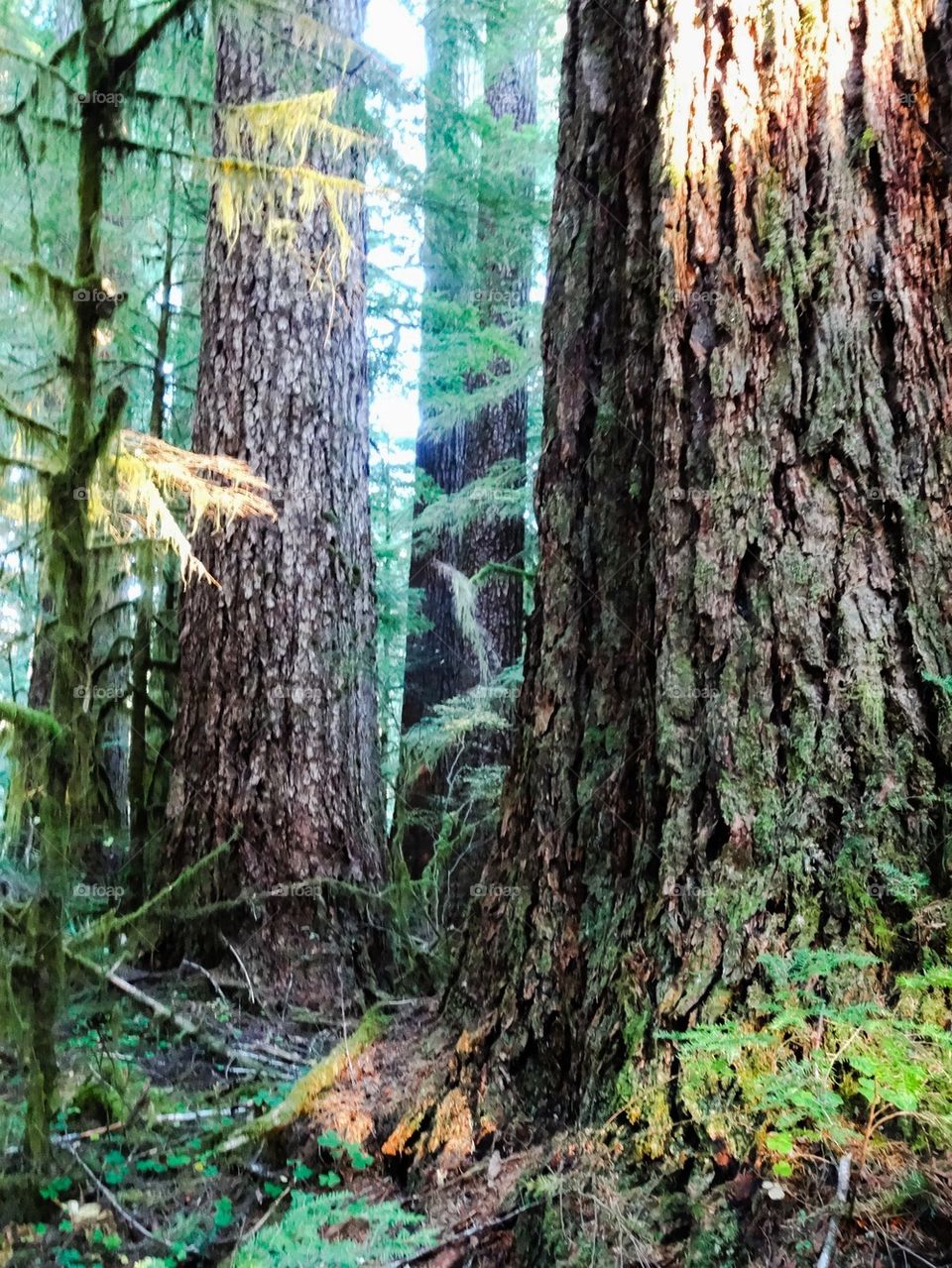 Old growth
