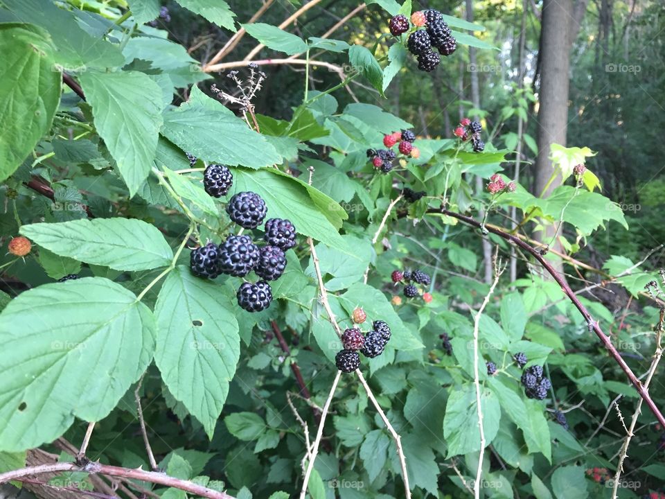Close-up of blackberries on tree
