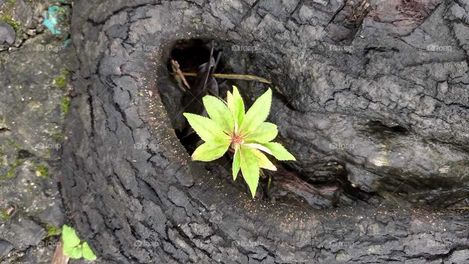 plant in a tree trunk