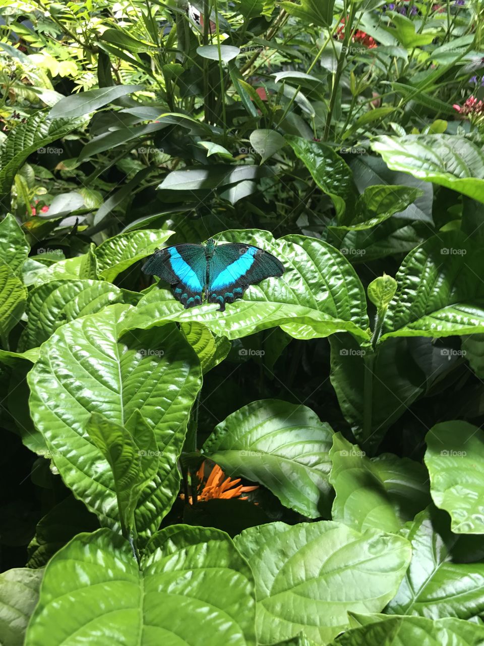 Butterflies on plants