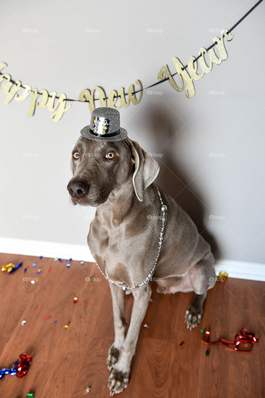 Weimaraner dog celebrating the New Year