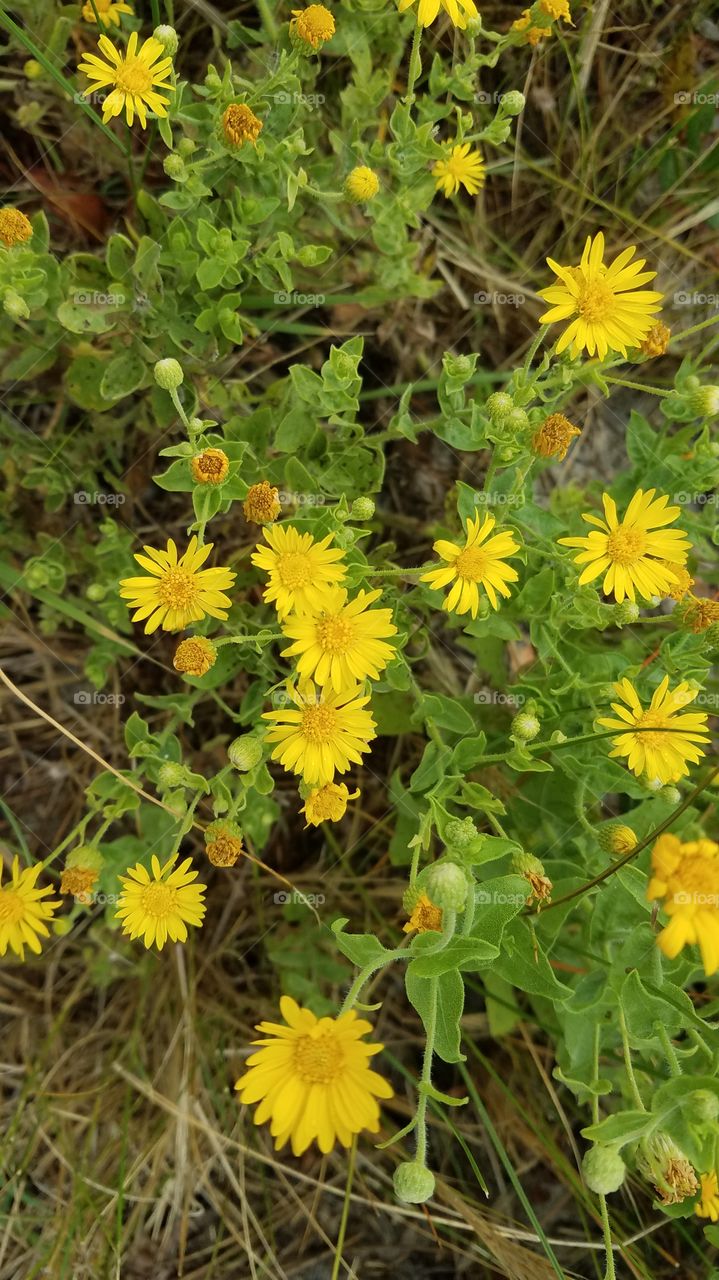 Nature, Flower, Flora, Summer, Field