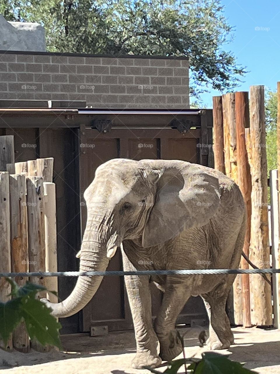 Beautiful elephant at the zoo 