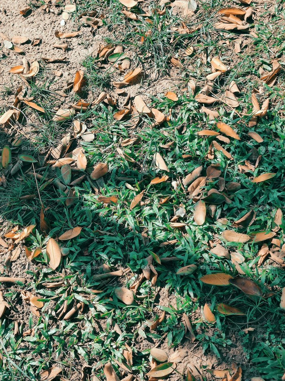 Sunny fall and leaves fall...