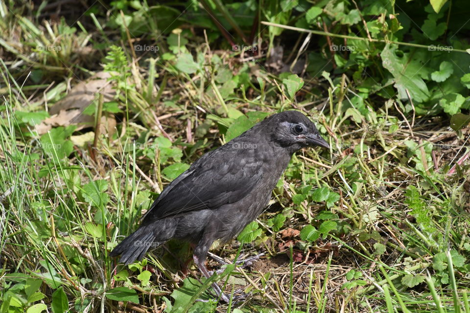 young starling