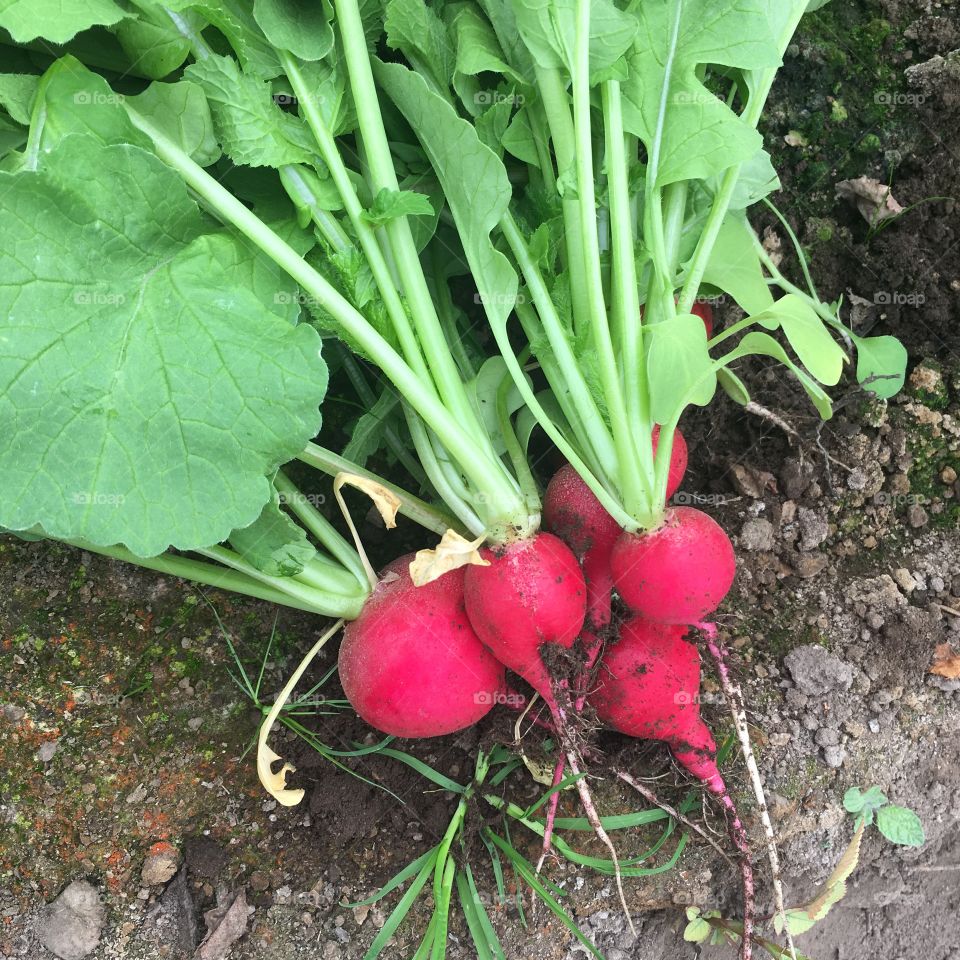 Red radishes 