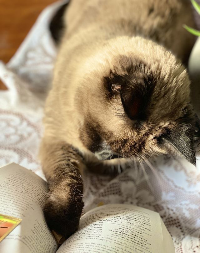 “I love books” a siamese cat looking to an open book. Her paw is touching the pages of the book
