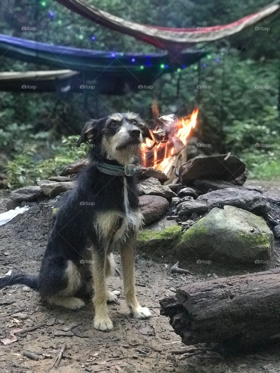 Campfire Pup