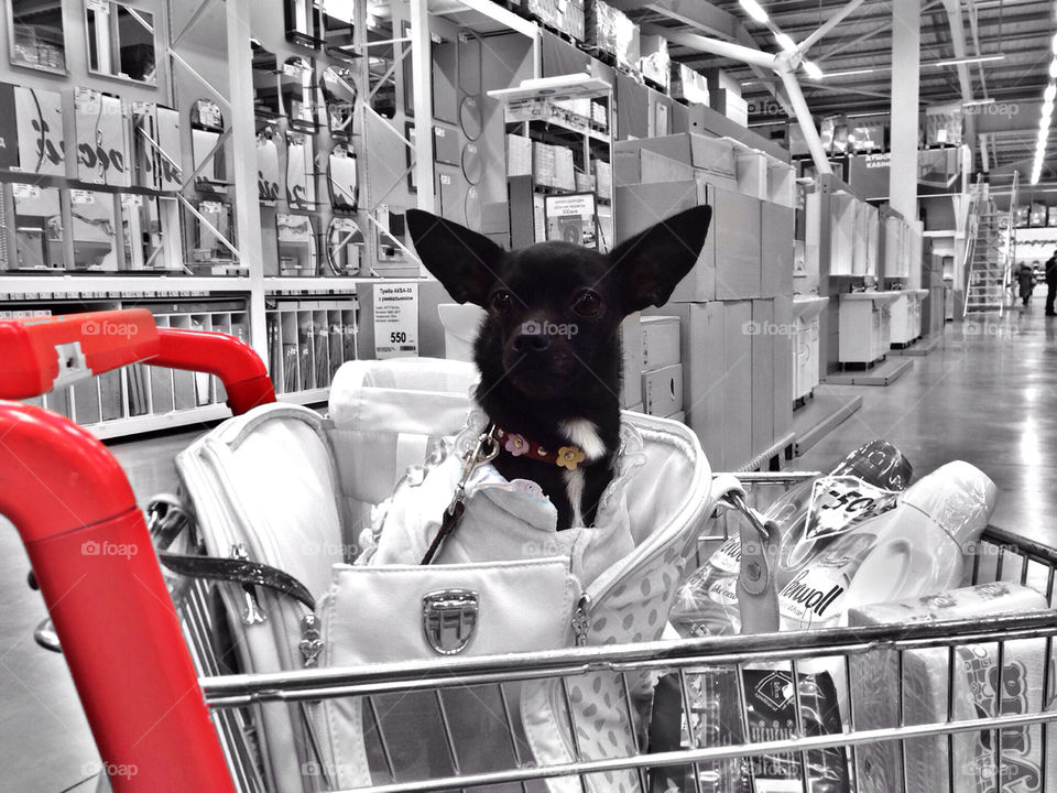 shopping cart dog shopping chihuahua by tinasha