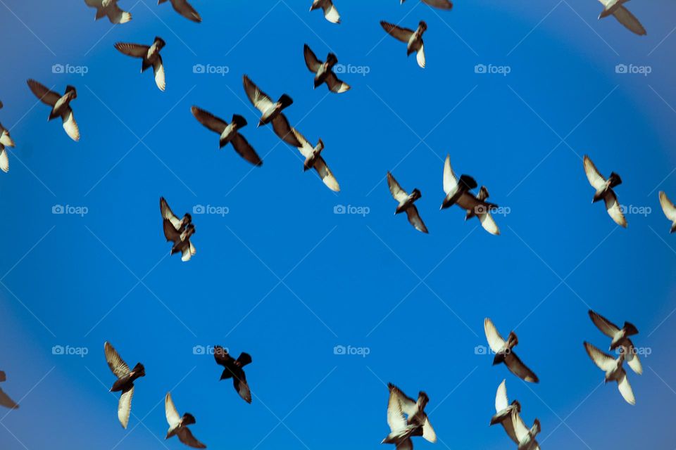 Flock of pigeon flying