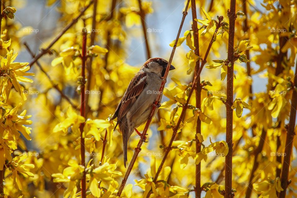 Sparrow at the blooming yellow spring tree