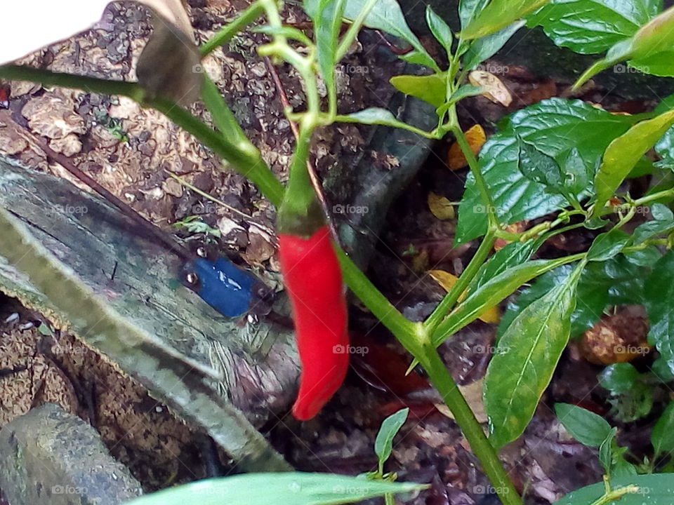 Chilli tree