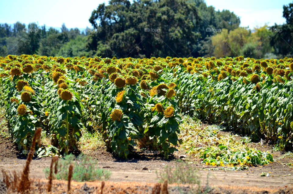 Sunflower Fields 🌻