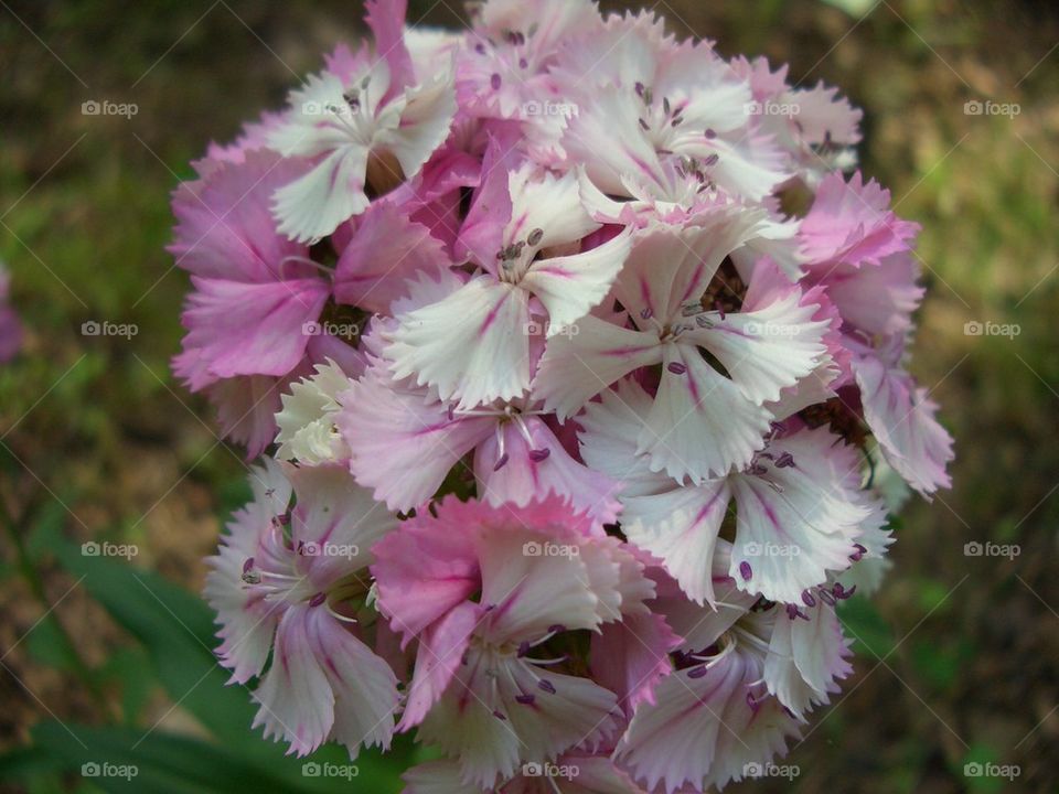 Light pink sweet William flowers 
