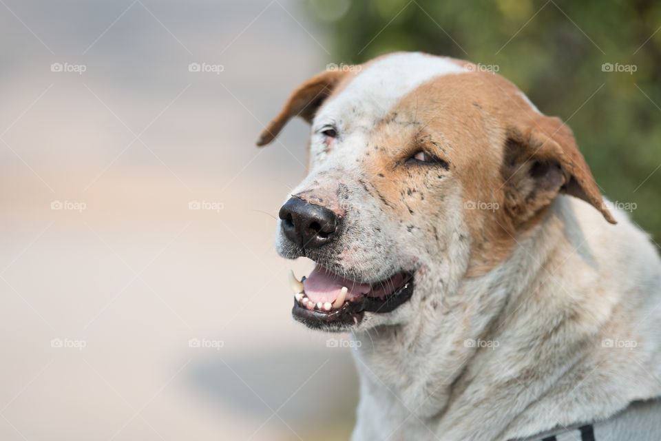 Dog, Mammal, Animal, Portrait, Canine