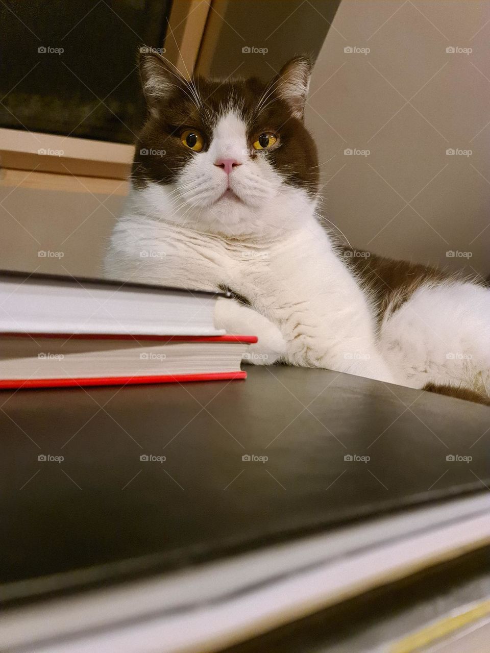 Cute british shorthair cat on stack of books