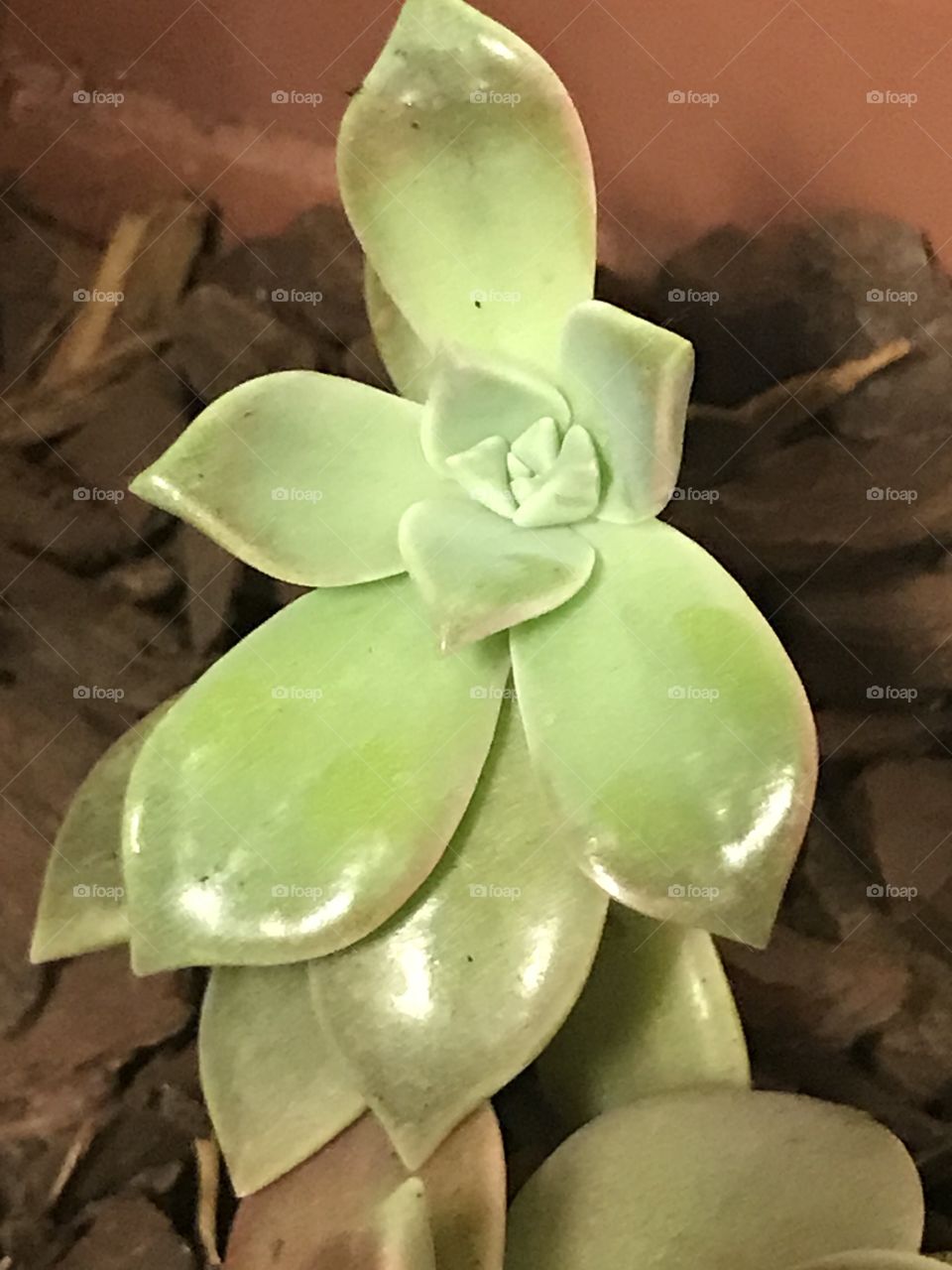 Succulent 
