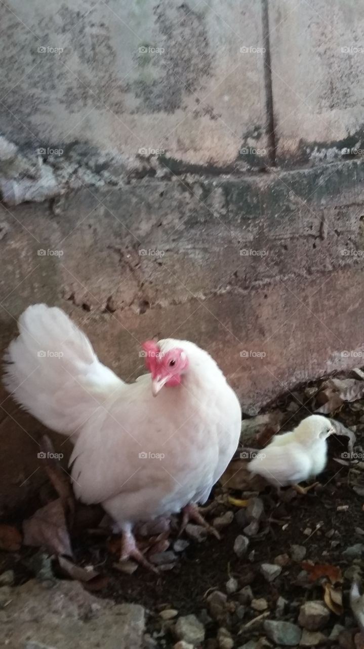 Bird, Poultry, No Person, Nature, Farm