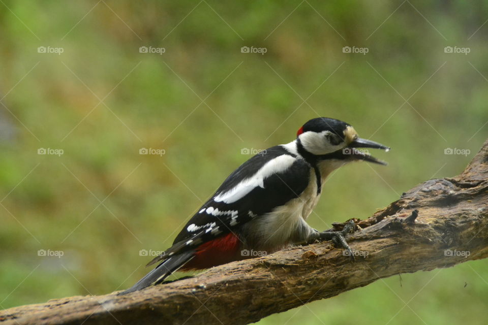 Male woodpecker with red spot in neck
