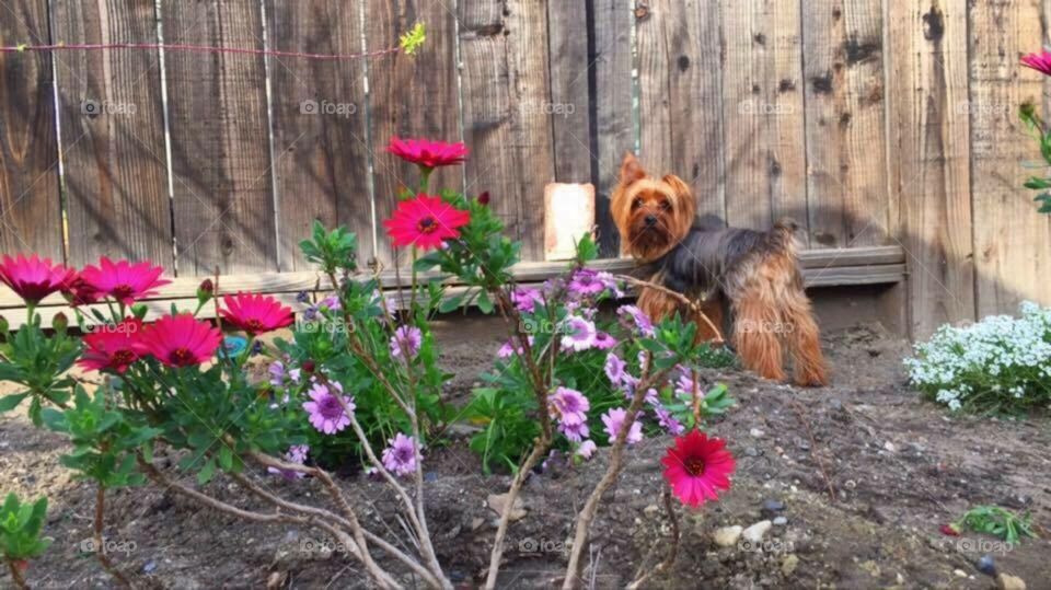 Flowers & a Pup 😊