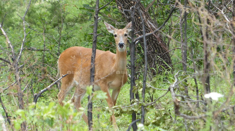 Bambi On The Run